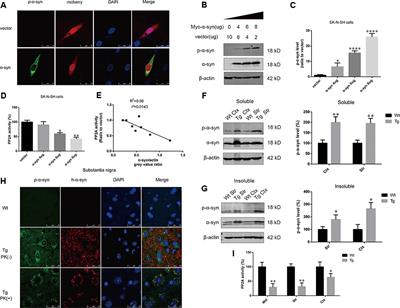 Leucine Carboxyl Methyltransferase Downregulation and Protein Phosphatase Methylesterase Upregulation Contribute Toward the Inhibition of Protein Phosphatase 2A by α-Synuclein